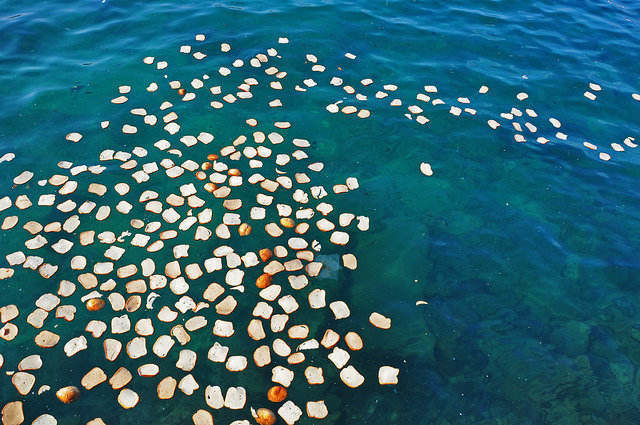 Day 171: What does “Cast Your Bread on the Water” Mean? (Ecclesiastes 11:1-2)