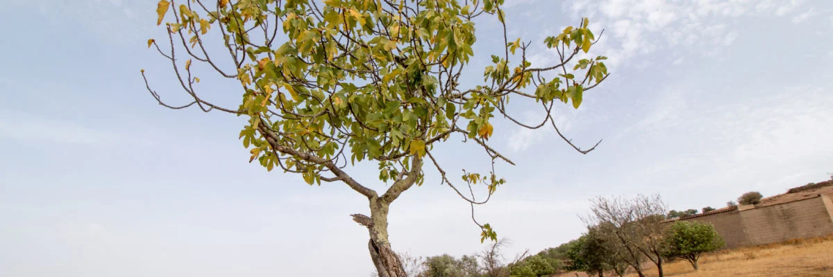 Tuesday of Holy Week: All Leaves, No Figs