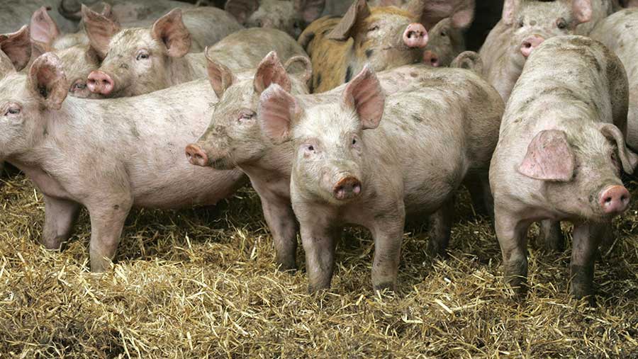 Day 288: Sometimes We Prefer Pigs (Mark 5:1–20)